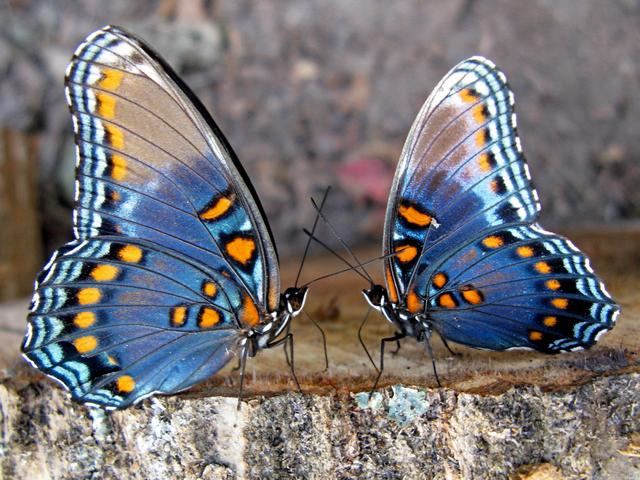 Все о бабочках в Шумерле | ЗооТом портал о животных