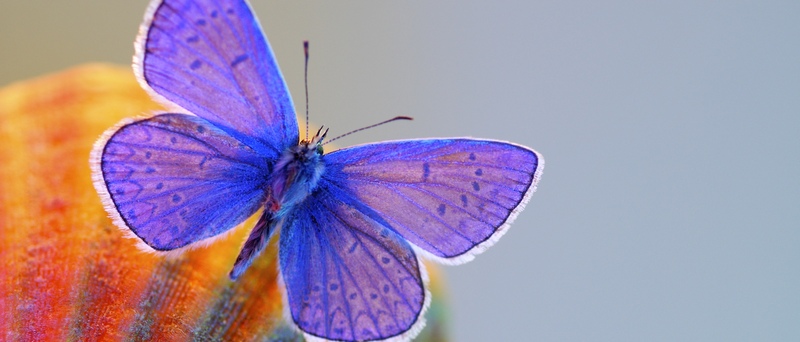 Все о бабочках в Шумерле | ЗооТом портал о животных
