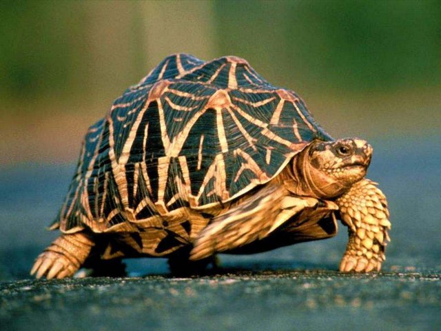 Все о черепахах в Шумерле | ЗооТом портал о животных