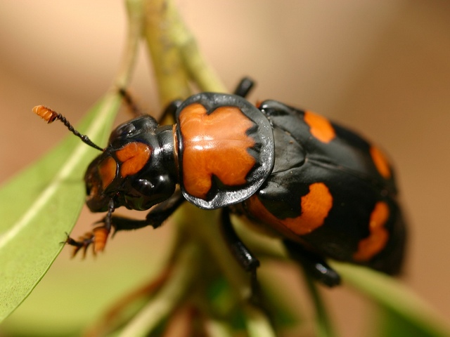 Все о жуках в Шумерле | ЗооТом портал о животных
