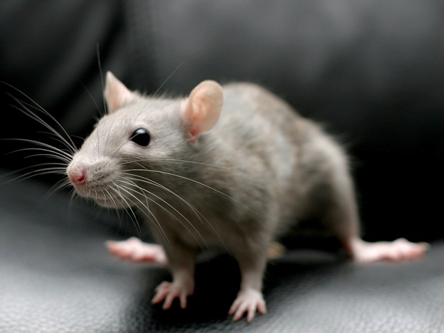 Все о крысах в Шумерле | ЗооТом портал о животных