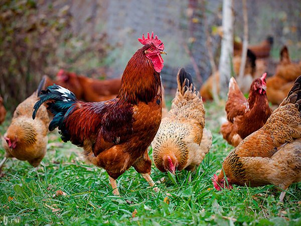 Породы куриц | ЗооТом - продажа, вязка и услуги для животных в Шумерле
