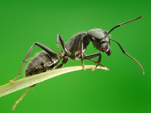 Все о муравьях в Шумерле | ЗооТом портал о животных
