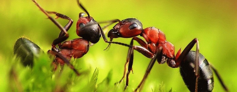 Все о муравьях в Шумерле | ЗооТом портал о животных