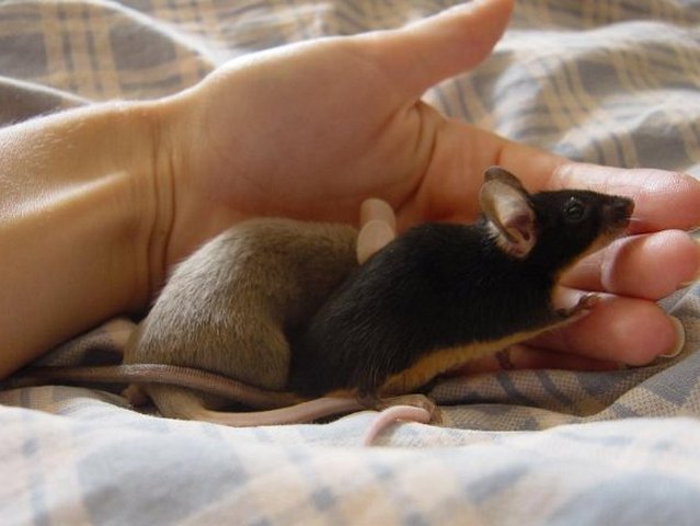 Все о мышах в Шумерле | ЗооТом - продажа, вязка и услуги для животных в Шумерле