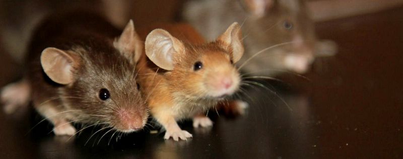 Все о мышах в Шумерле | ЗооТом - продажа, вязка и услуги для животных в Шумерле
