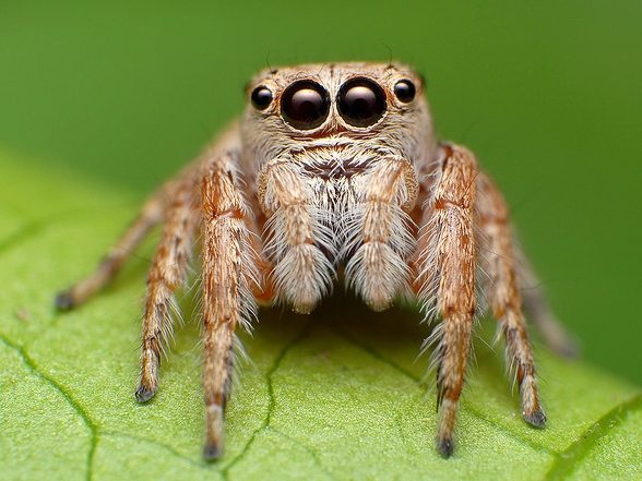 Все о пауках в Шумерле | ЗооТом портал о животных