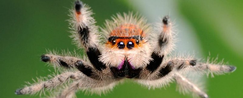 Все о пауках в Шумерле | ЗооТом портал о животных