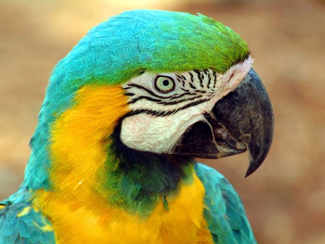Все о попугаях в Шумерле | ЗооТом портал о животных