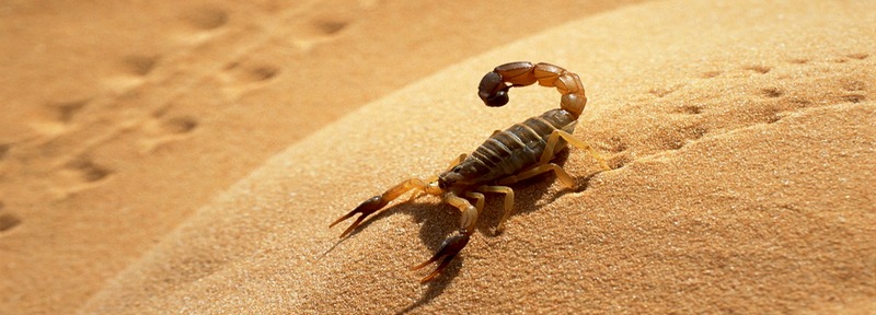 Все о скорпионах в Шумерле | ЗооТом портал о животных