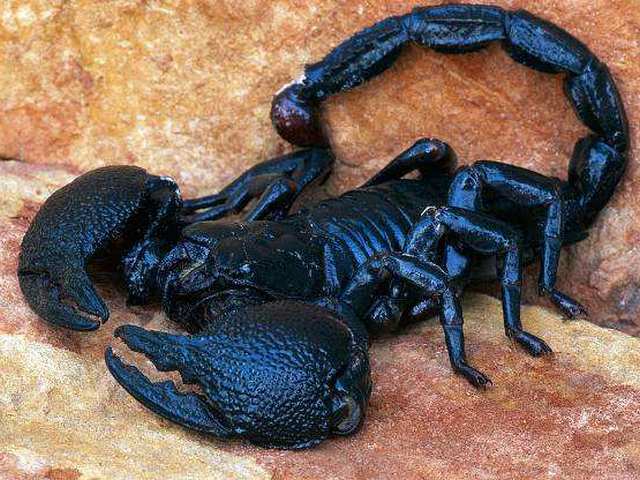Все о скорпионах в Шумерле | ЗооТом портал о животных