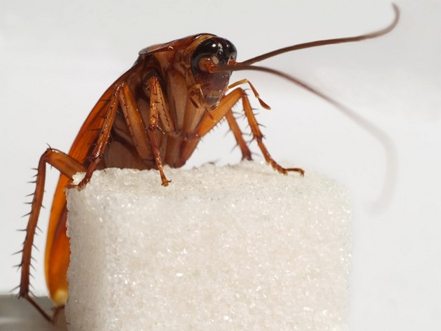 Все о тараканах в Шумерле | ЗооТом портал о животных