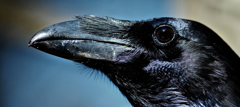 Все о воронах в Шумерле | ЗооТом портал о животных