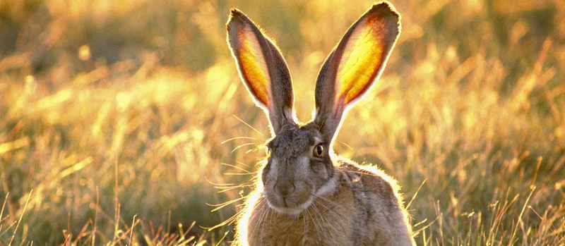Все о зайцах | ЗооТом - продажа, вязка и услуги для животных в Шумерле