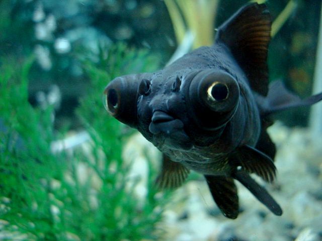 Породы аквариумных рыбок в Шумерле | ЗооТом портал о животных