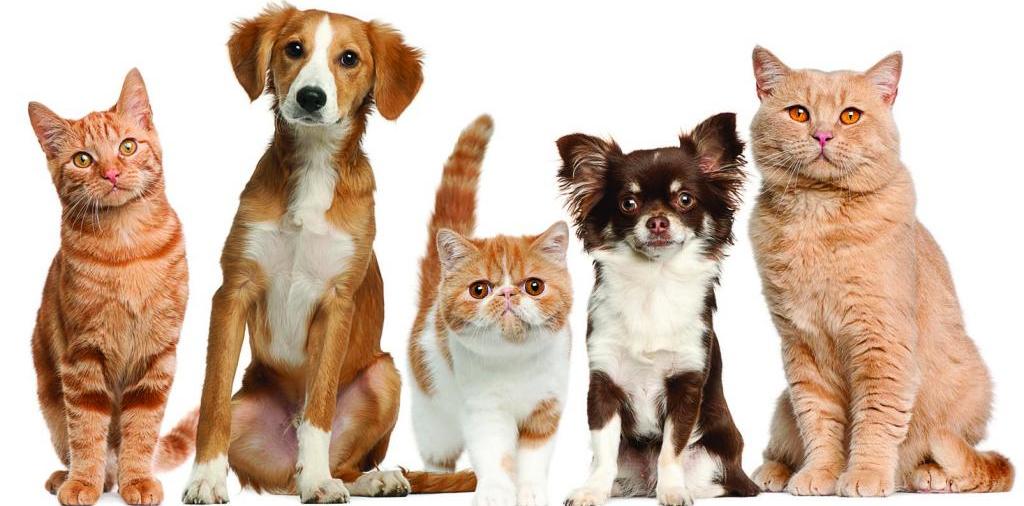 Доска объявлений о животных | ЗооТом - продажа, вязка и услуги для животных в Шумерле