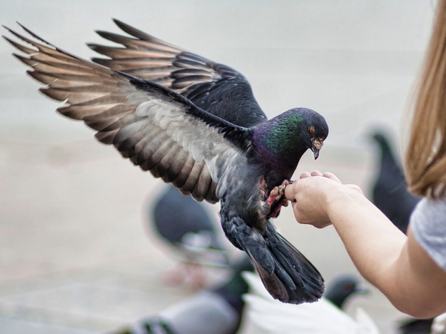 Все о голубях | ЗооТом - продажа, вязка и услуги для животных в Шумерле