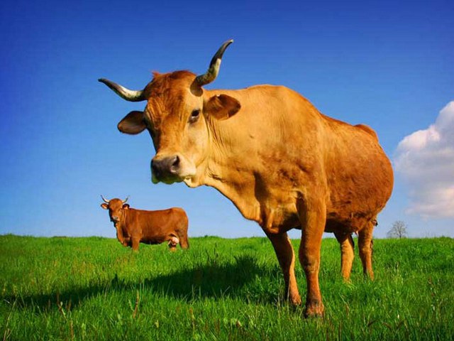 Все о коровах в Шумерле | ЗооТом портал о животных