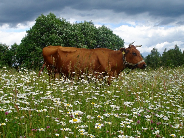 Все о коровах в Шумерле | ЗооТом портал о животных