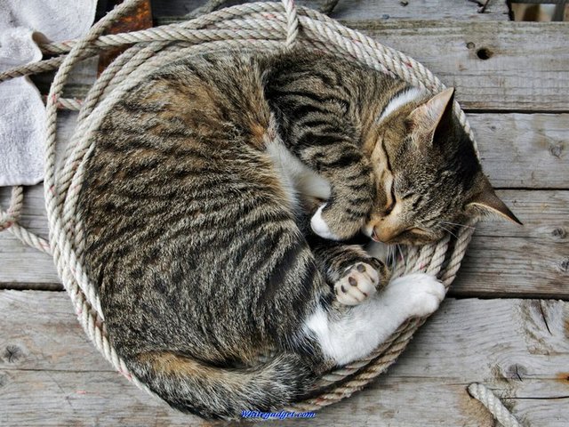Все о кошках в Шумерле | ЗооТом портал о животных