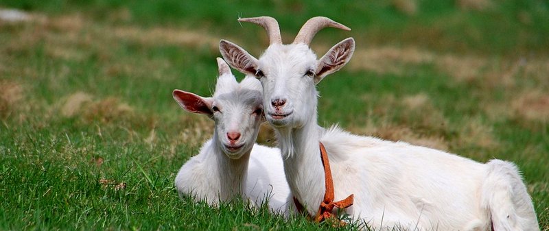 Все о козах в Шумерле | ЗооТом портал о животных