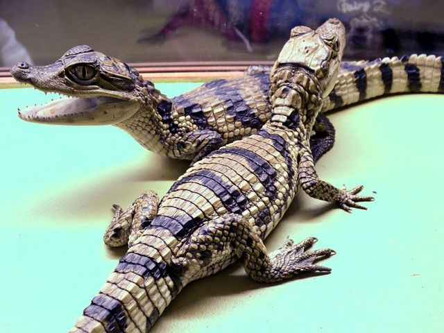 Все о крокодилах в Шумерле | ЗооТом портал о животных
