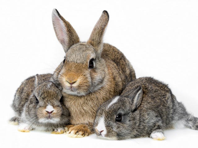 Все о кроликах в Шумерле | ЗооТом портал о животных
