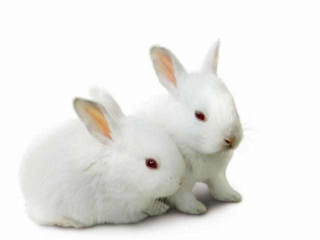 Все о кроликах в Шумерле | ЗооТом портал о животных
