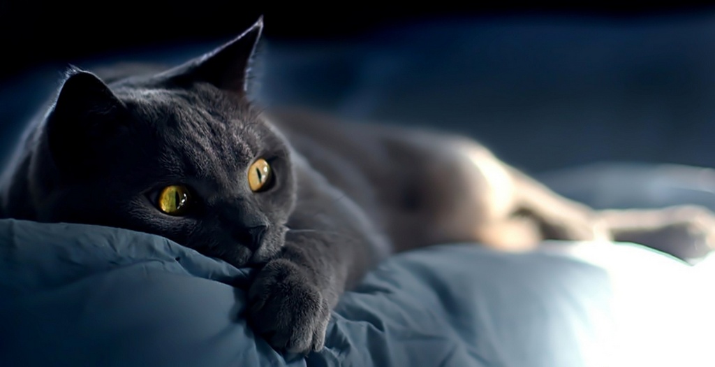 Объявления о кошках | ЗооТом - продажа, вязка и услуги для животных в Шумерле