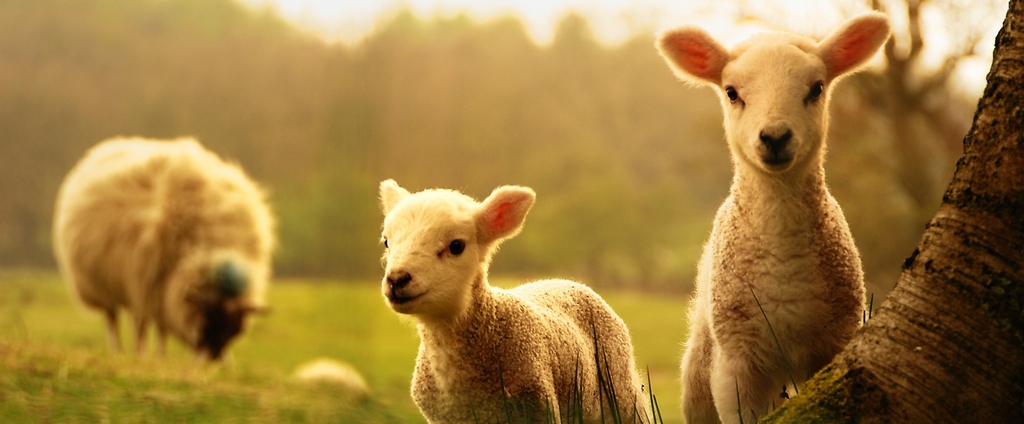 Объявления о сельскохозяйственных животных | ЗооТом - продажа, вязка и услуги для животных в Шумерле