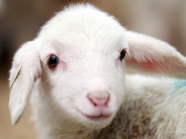 Овцы и бараны в Шумерле | ЗооТом портал о животных