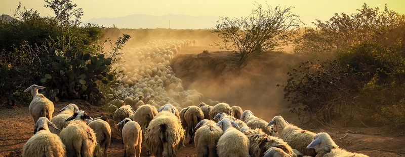 Все об овцах в Шумерле | ЗооТом портал о животных