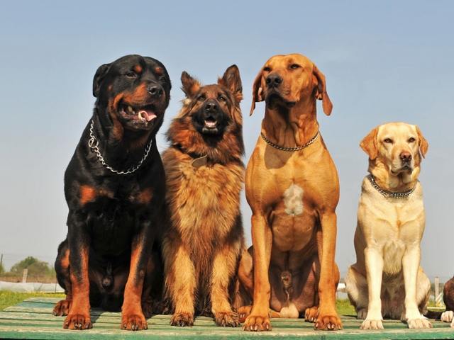 Крупные породы собак в Шумерле | ЗооТом портал о животных