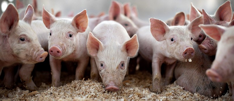 Все о свиньях в Шумерле | ЗооТом портал о животных