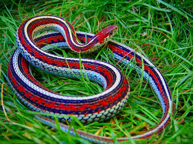 Все о змеях в Шумерле | ЗооТом портал о животных