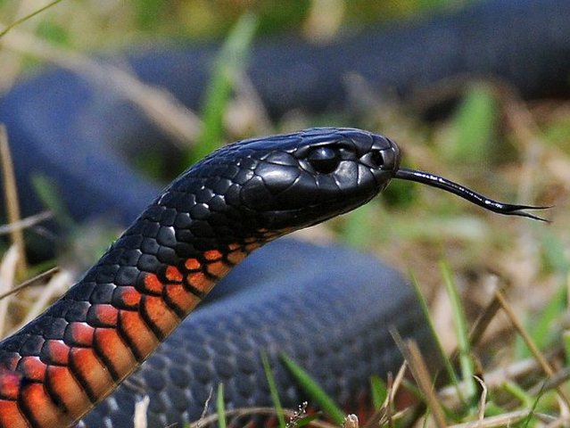 Все о змеях в Шумерле | ЗооТом портал о животных